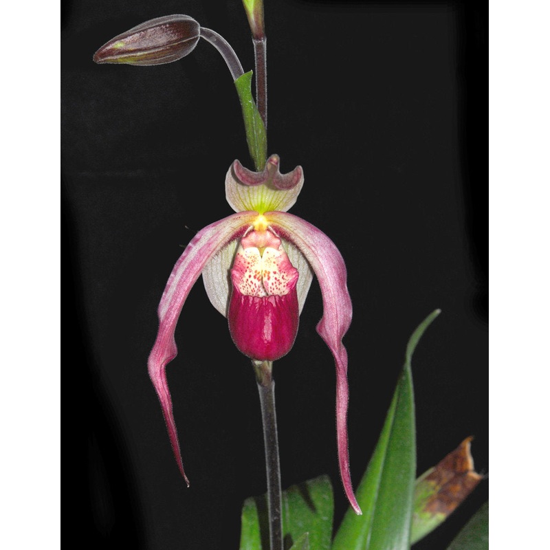 Phragmipedium Schroderae