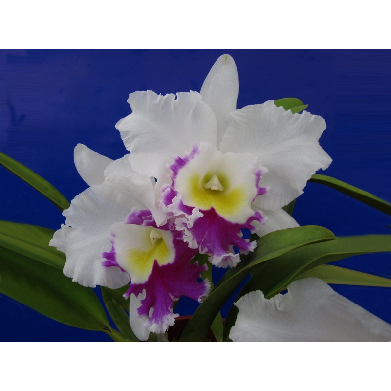 Rhyncholaeliocattleya Blanche Aisaka ‘hawaii’