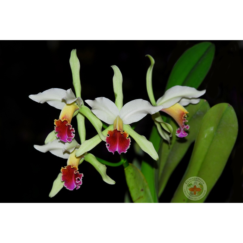 Rhyncholaeliocattleya Jorge Portilla