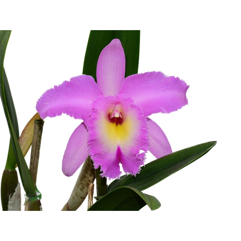 Rhyncholaeliocattleya Memoria Pipa Garcia Recinos