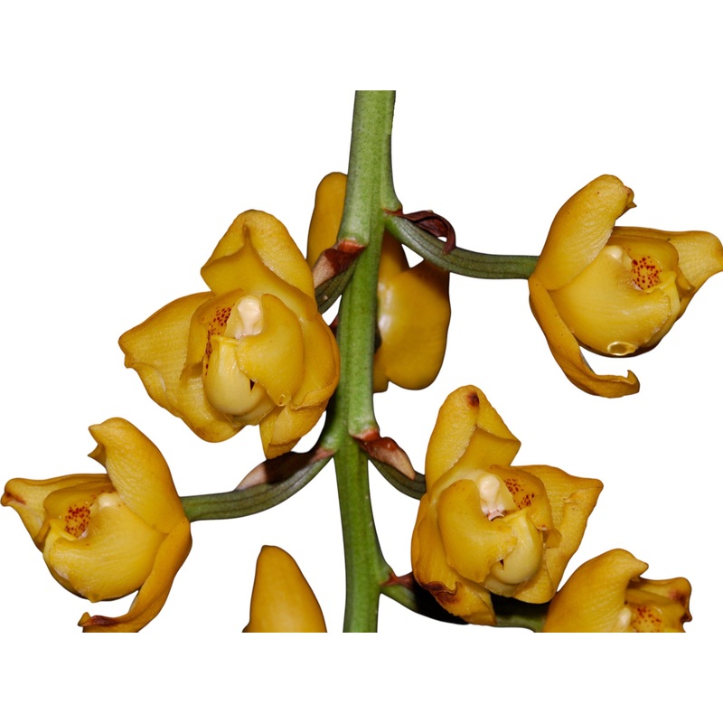 Acineta sella-turcica