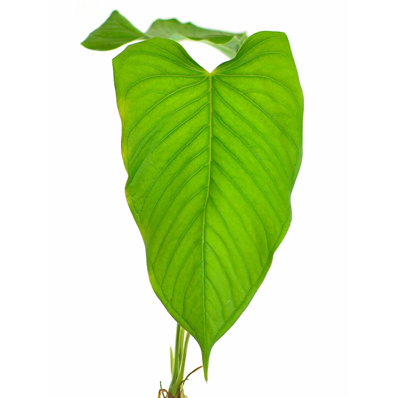 Anthurium splendidum 3