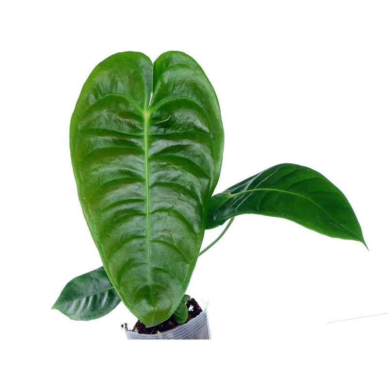 Anthurium veitchii type
