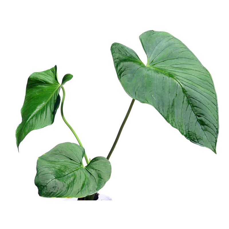 Anthurium versicolor