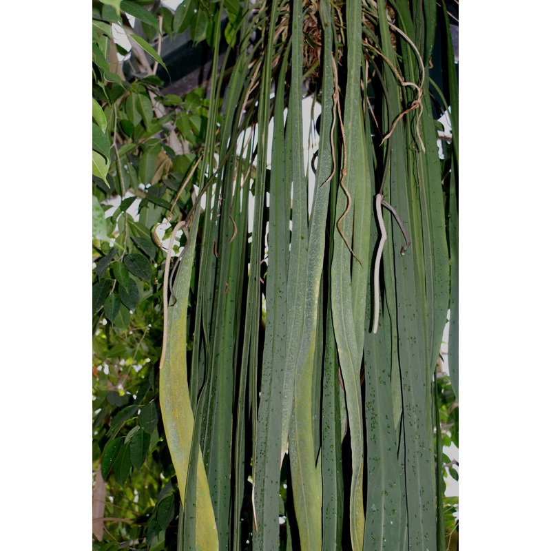 Anthurium vittariifolium