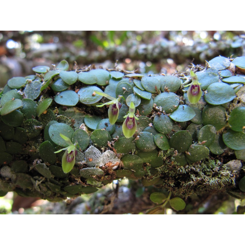 Barbosella orbicularis