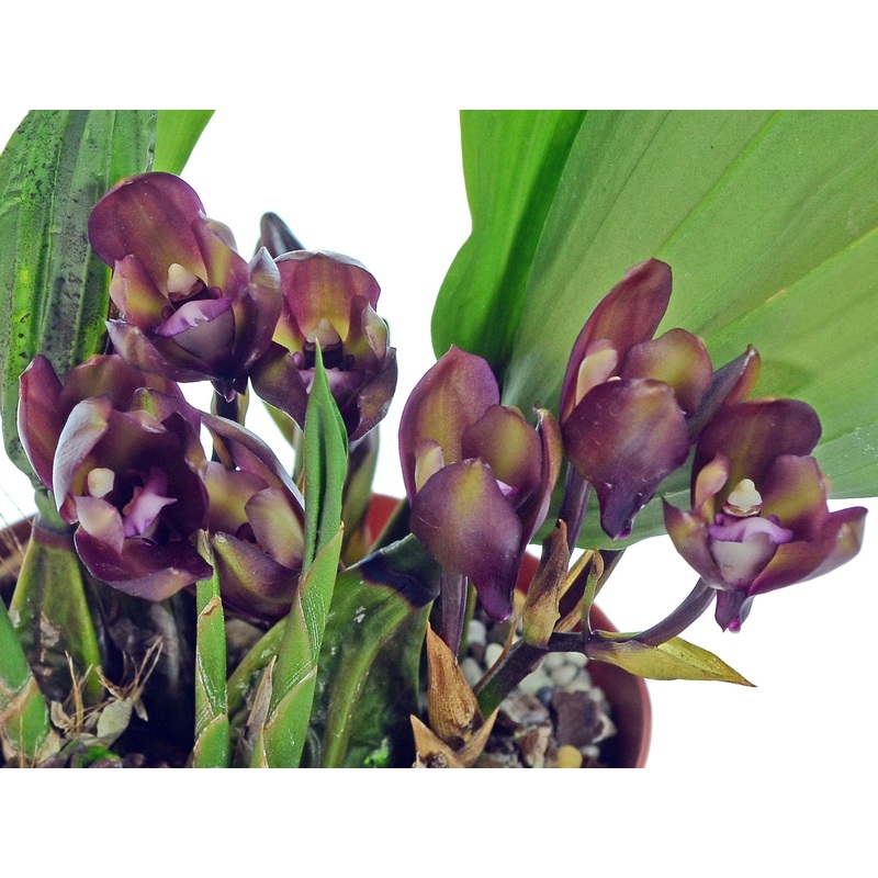 Bifrenaria atropurpurea