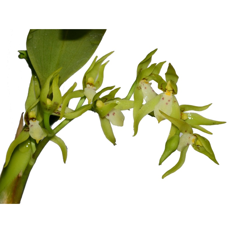 Brassia warszewiczii