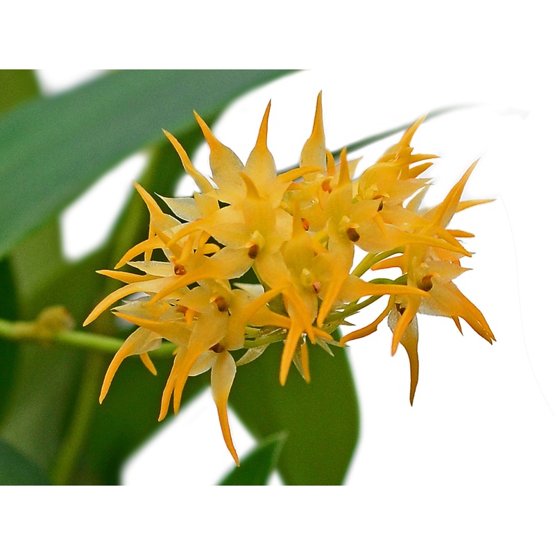 Bulbophyllum cephalophorum