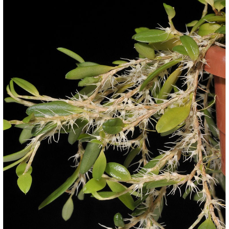 Bulbophyllum clandestinum