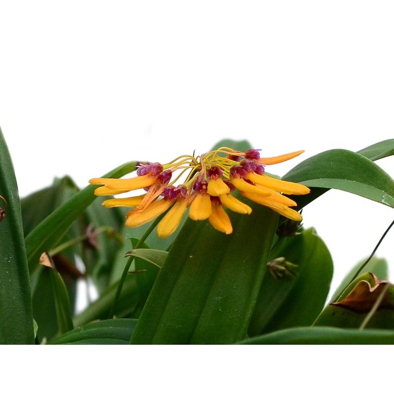 Bulbophyllum retusiusculum