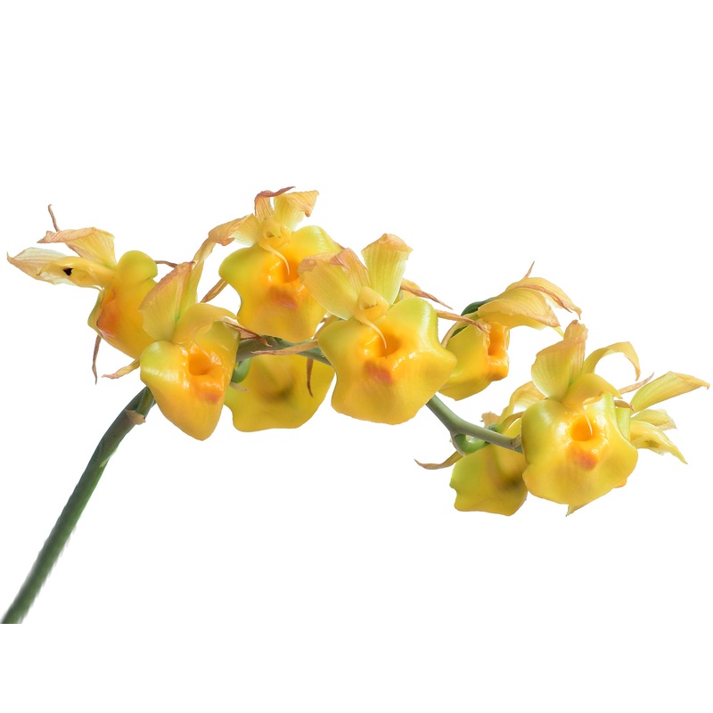 Catasetum expansum