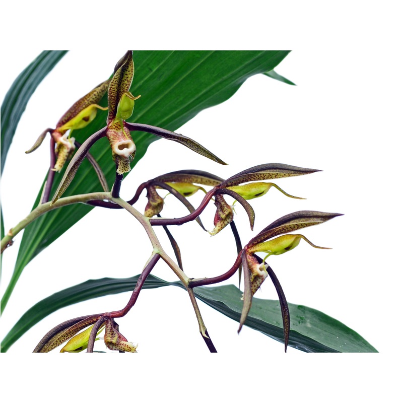 Catasetum saccatum