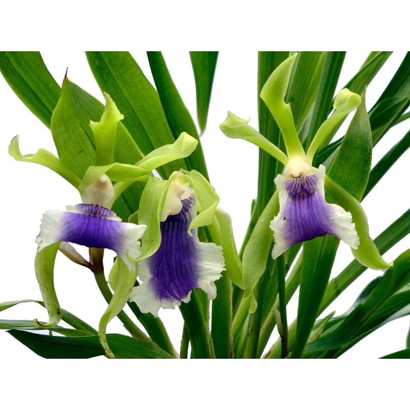 Cochleanthes aromatica