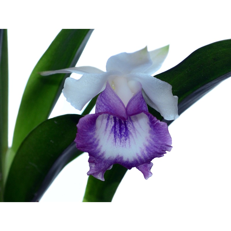 Cochleanthes marginata