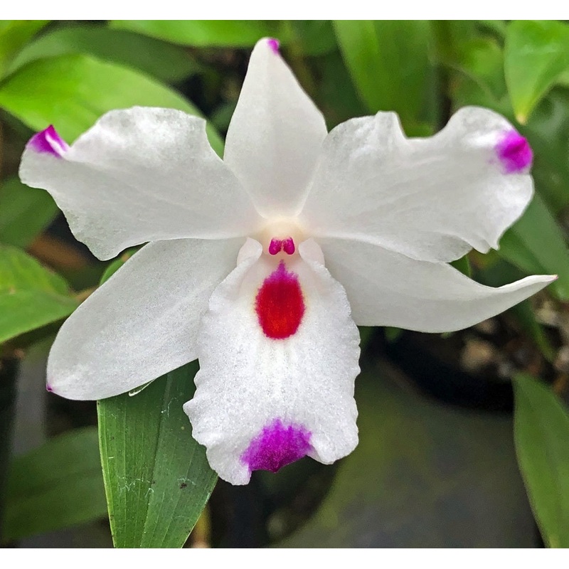 Dendrobium annae