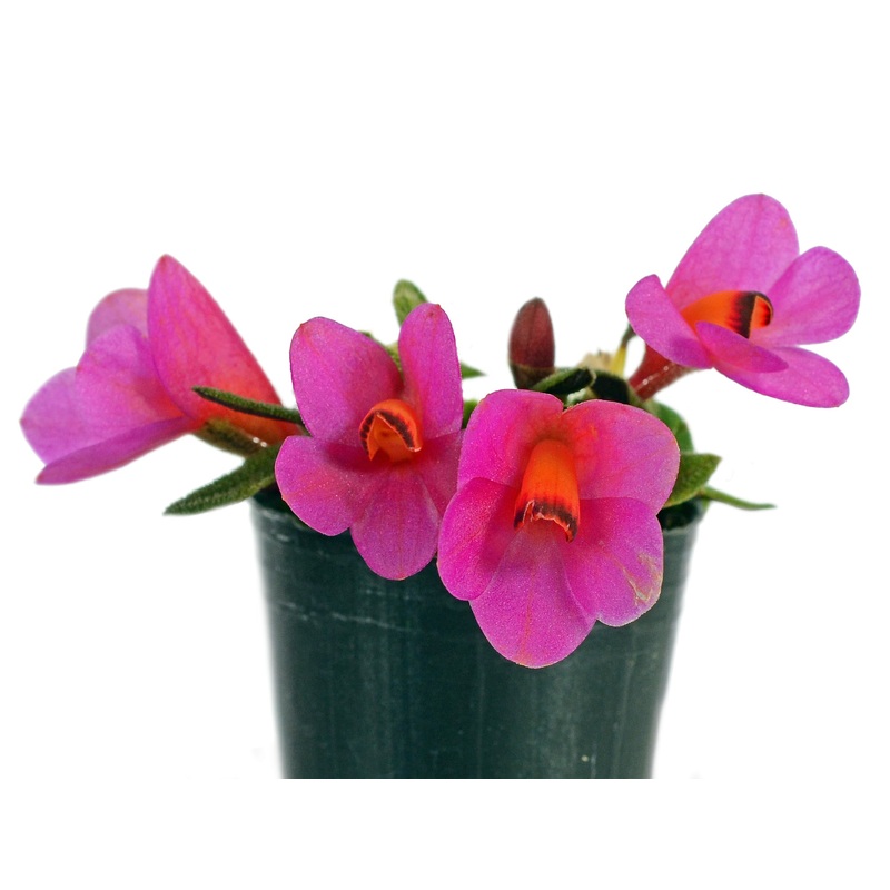 Dendrobium cuthbertsonii f. pink