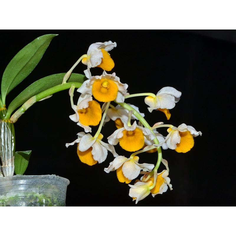 Dendrobium densiflorum var luteo alba
