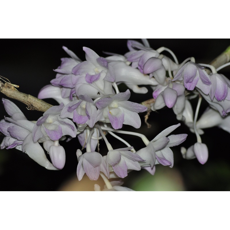 Dendrobium fairchildiae
