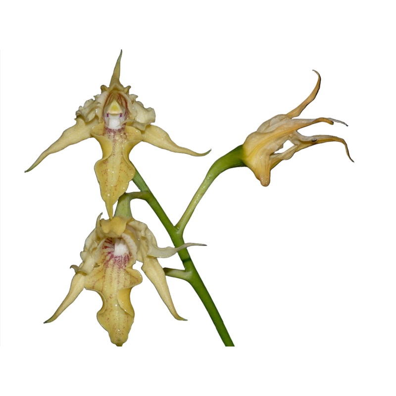 Dendrobium hadsowi