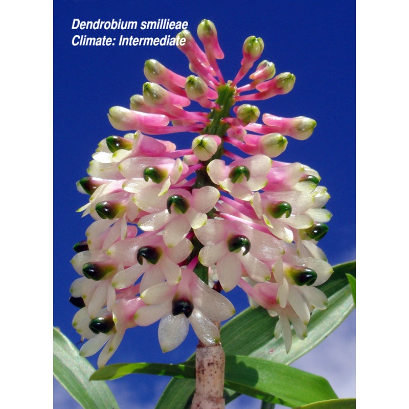Dendrobium smillieae
