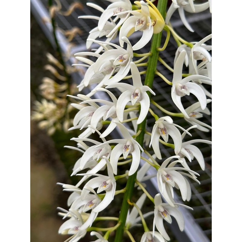 Dendrobium speciosum