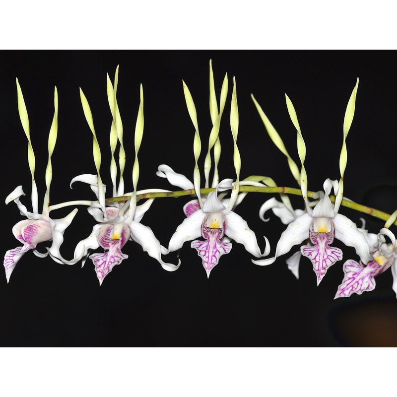 Dendrobium stratiotes