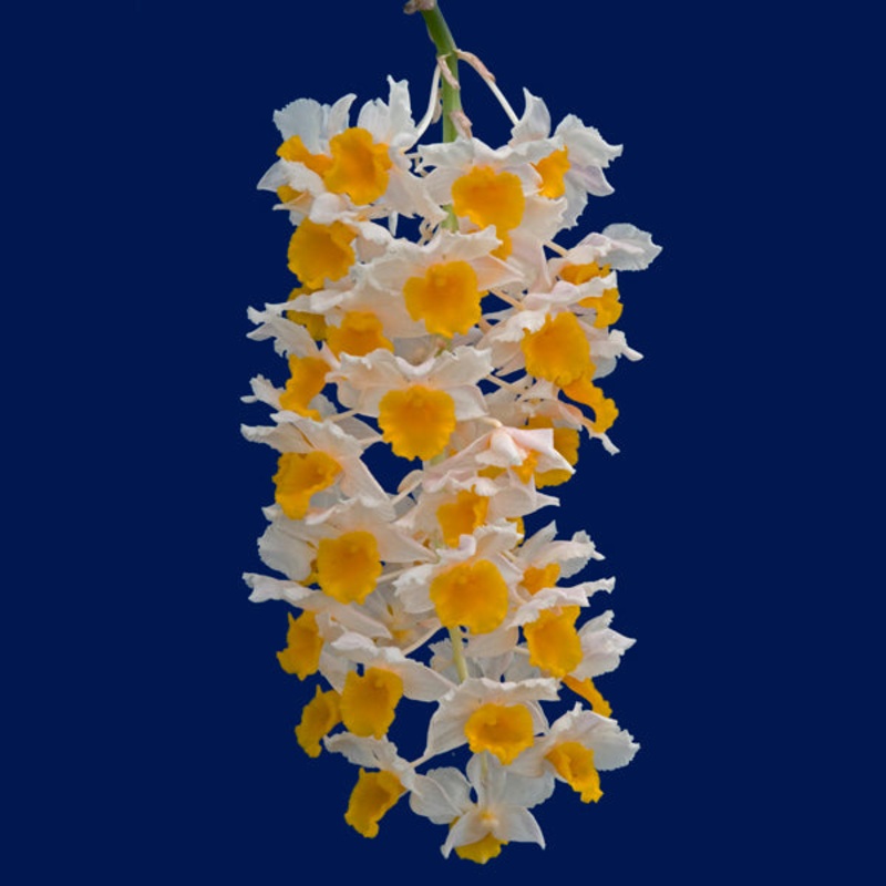 Dendrobium thyrsiflorum