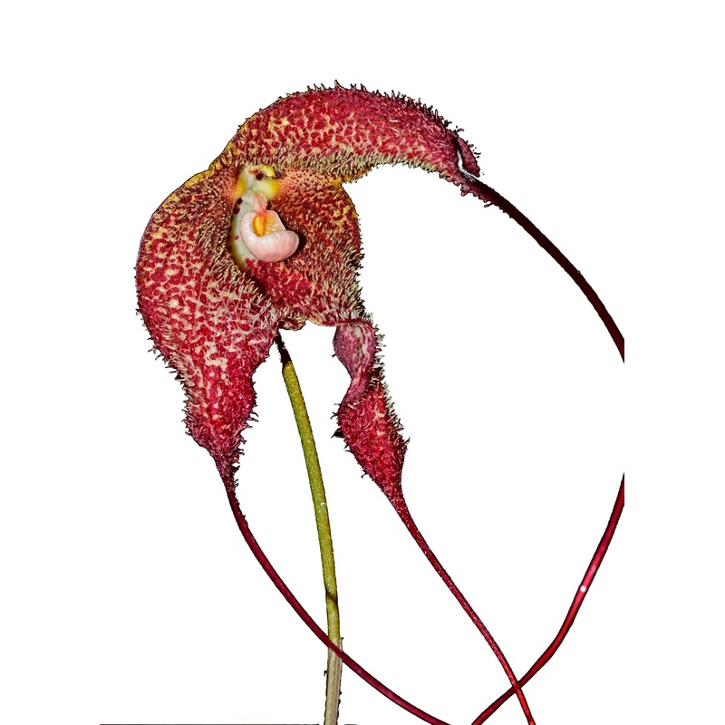 Dracula chiroptera