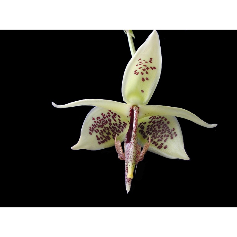 Embreea rodigasiana