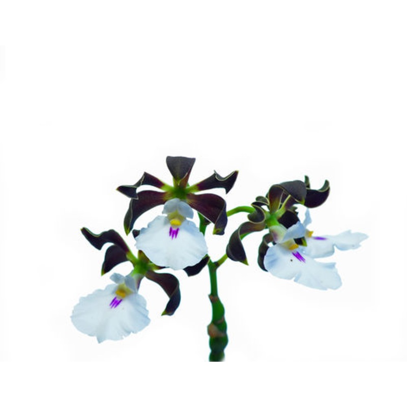 Encyclia cordigera f. alba