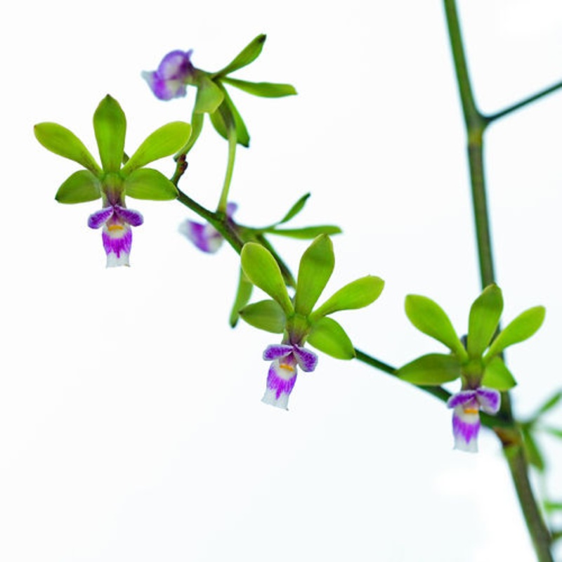 Encyclia mooreana