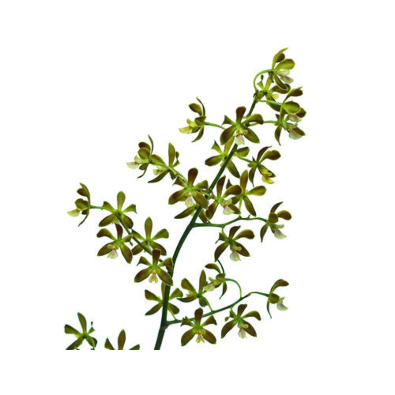 Encyclia osmantha