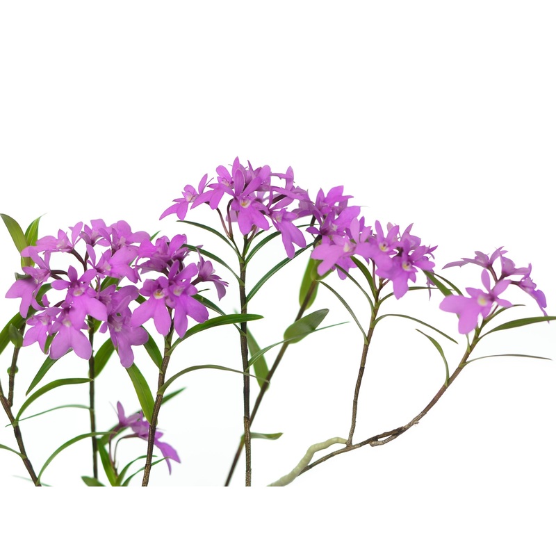 Epidendrum centropetalum