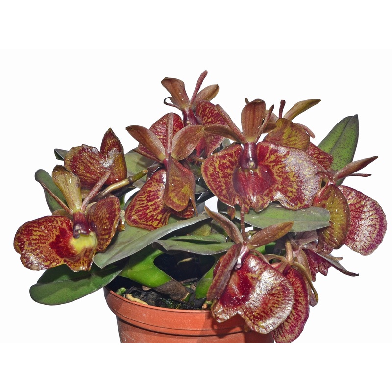 Epidendrum kockii