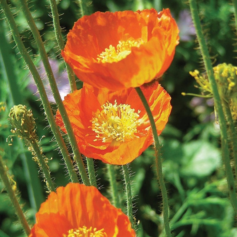 Iceland’s Finest Poppy