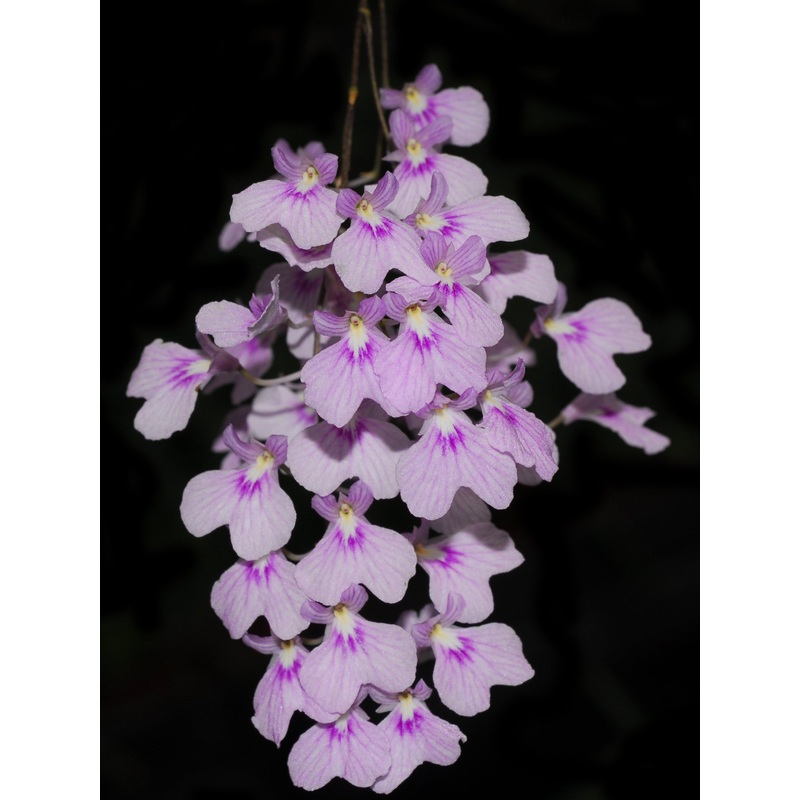 Ionopsis utricularioides