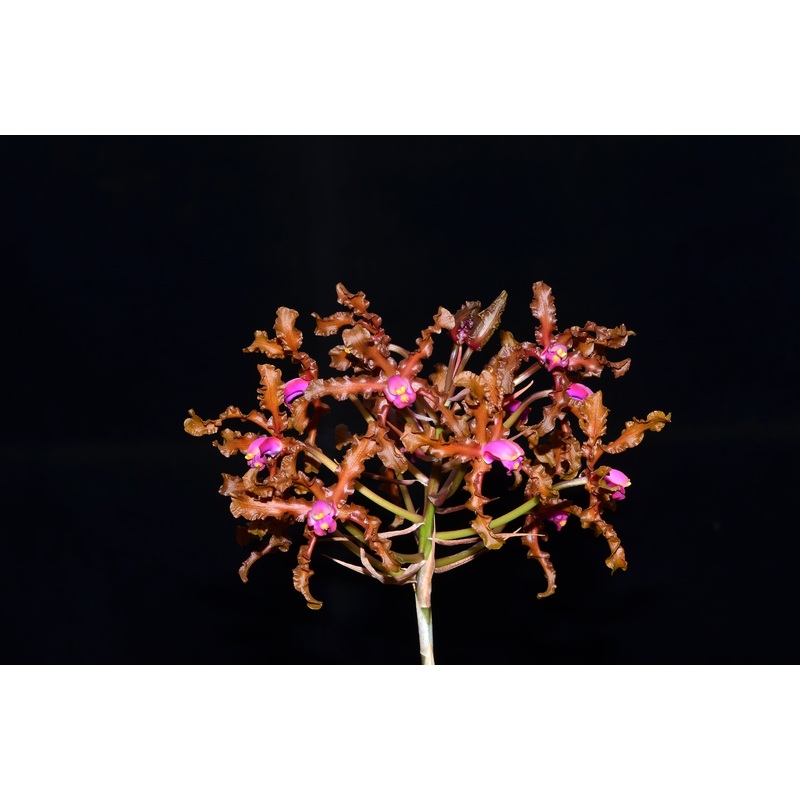 Laelia colombiana