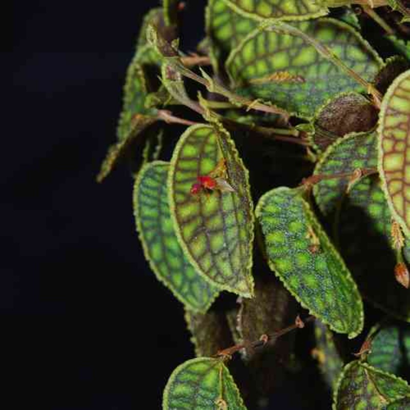 Lepanthes calodictyon