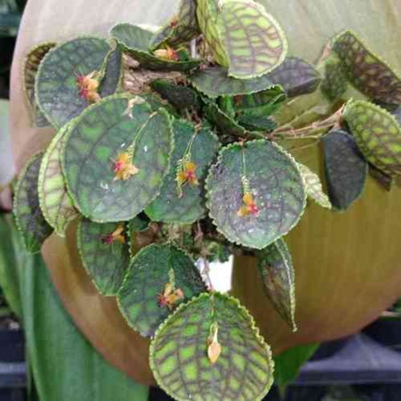 Lepanthes calodictyon x Lths. Tentaculata