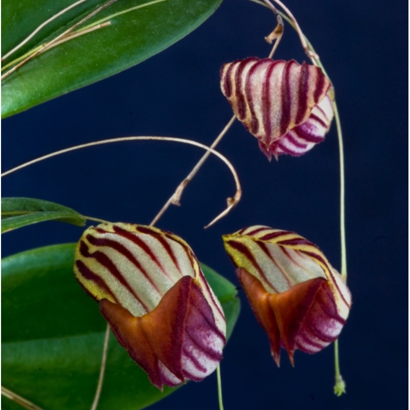 Lepanthes caprimulgus