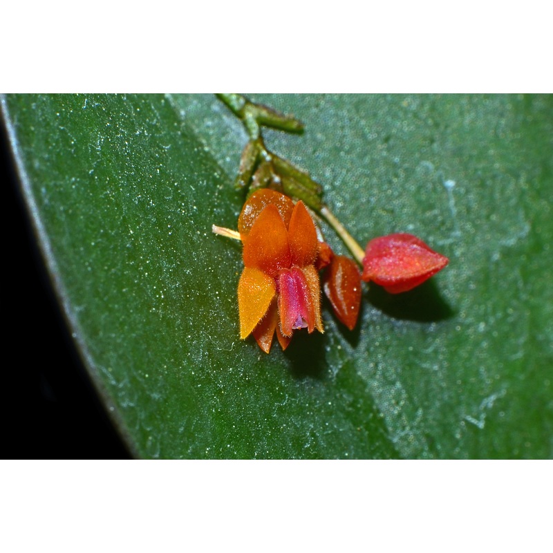 Lepanthes fimbriata