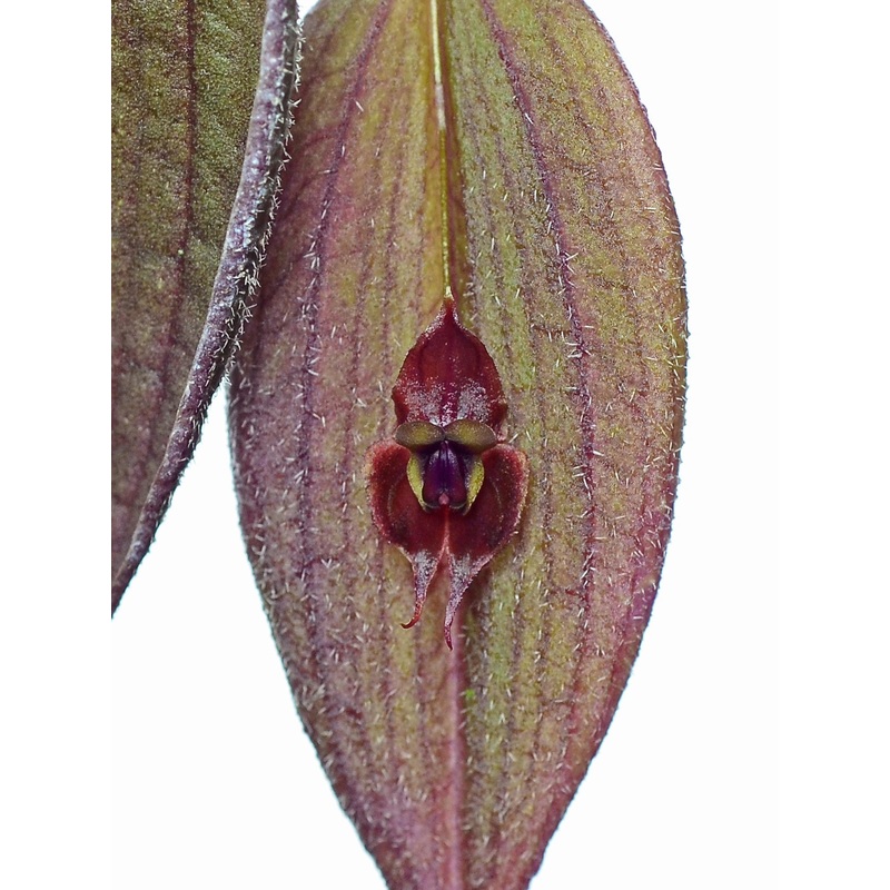 Lepanthes gargoyla x Lepanthes horrida