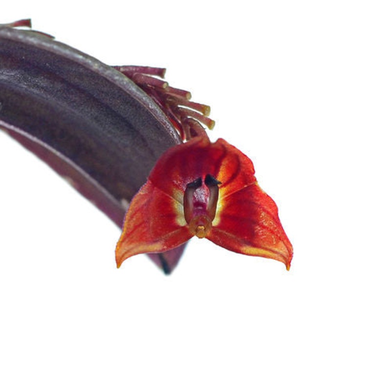 Lepanthes lucifer