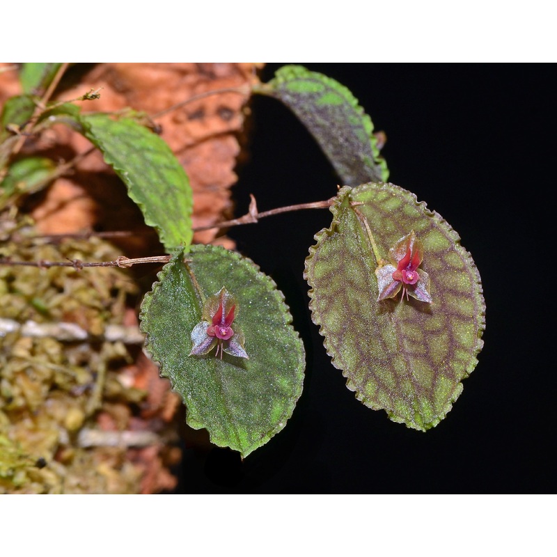 Lepanthes pretiosa