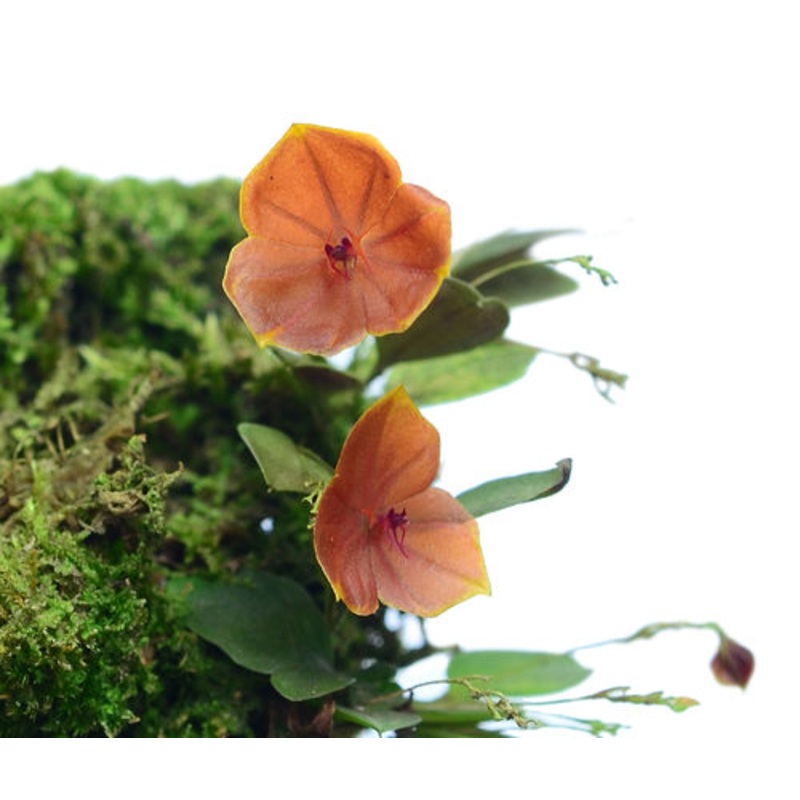 Lepanthes telipogoniflora