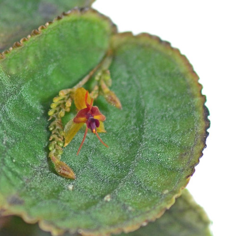 Lepanthes tentaculata