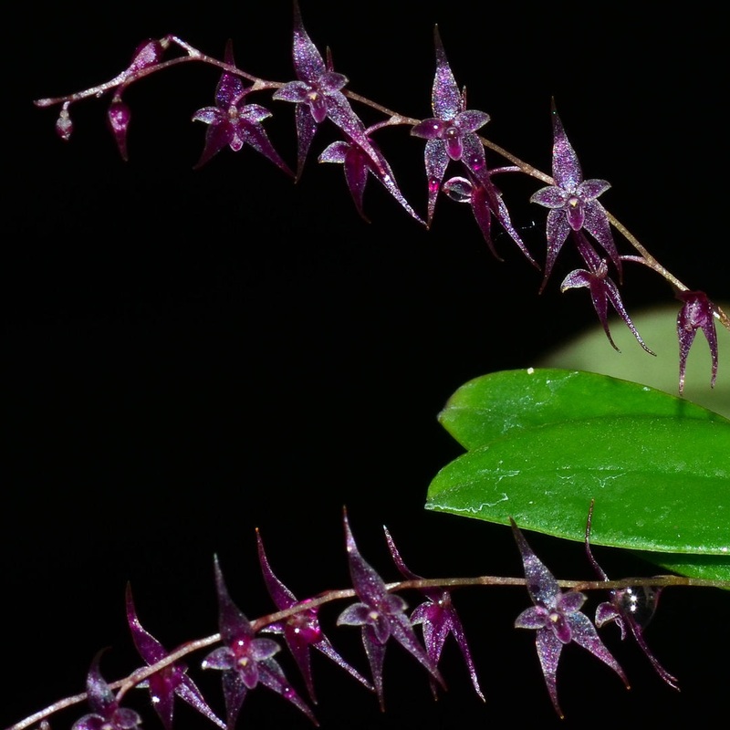Lepanthopsis astrophora x Lepanthes biloba