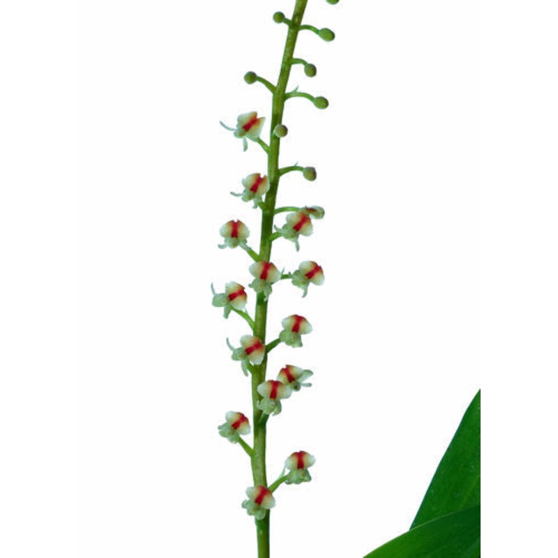 Liparis rhombea