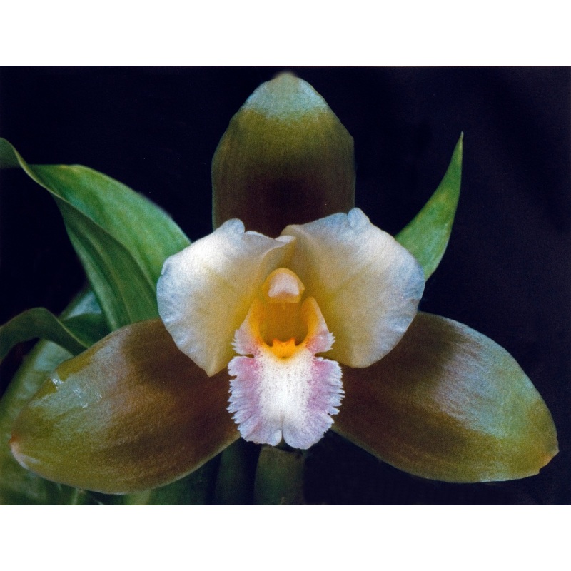 Lycaste dowiana